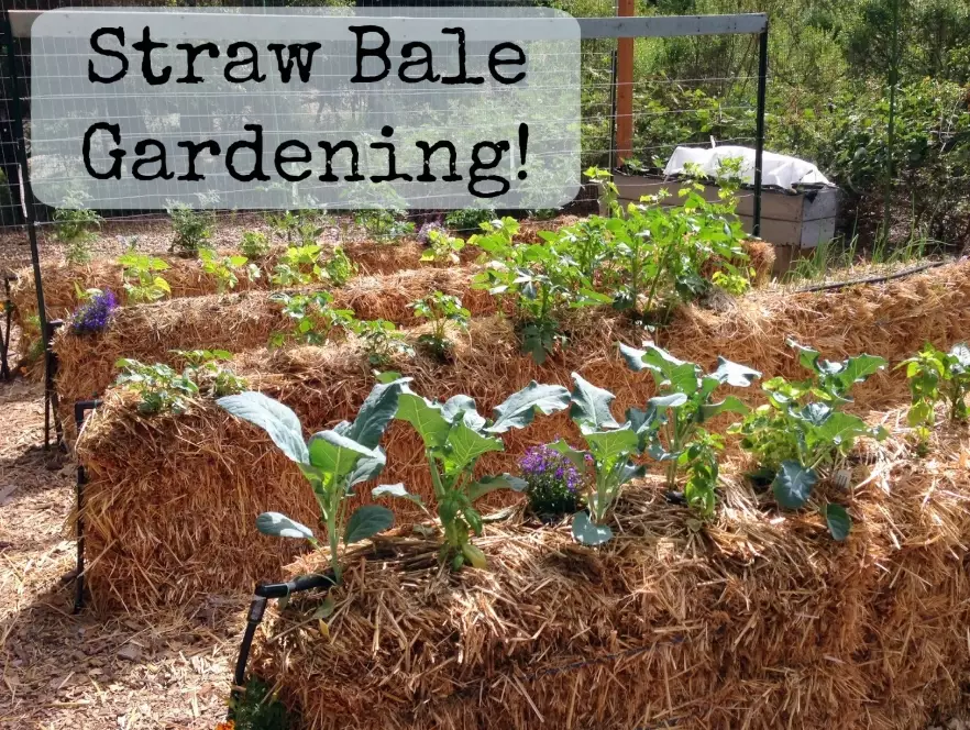 straw bale gardening