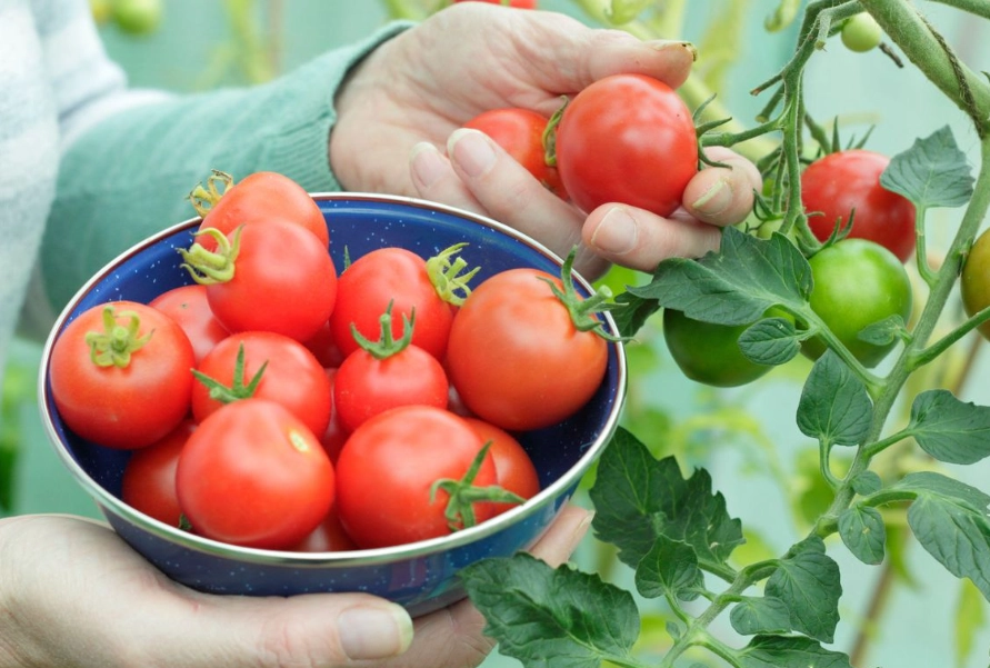 tomato harvesting guide tomato harvesting guide