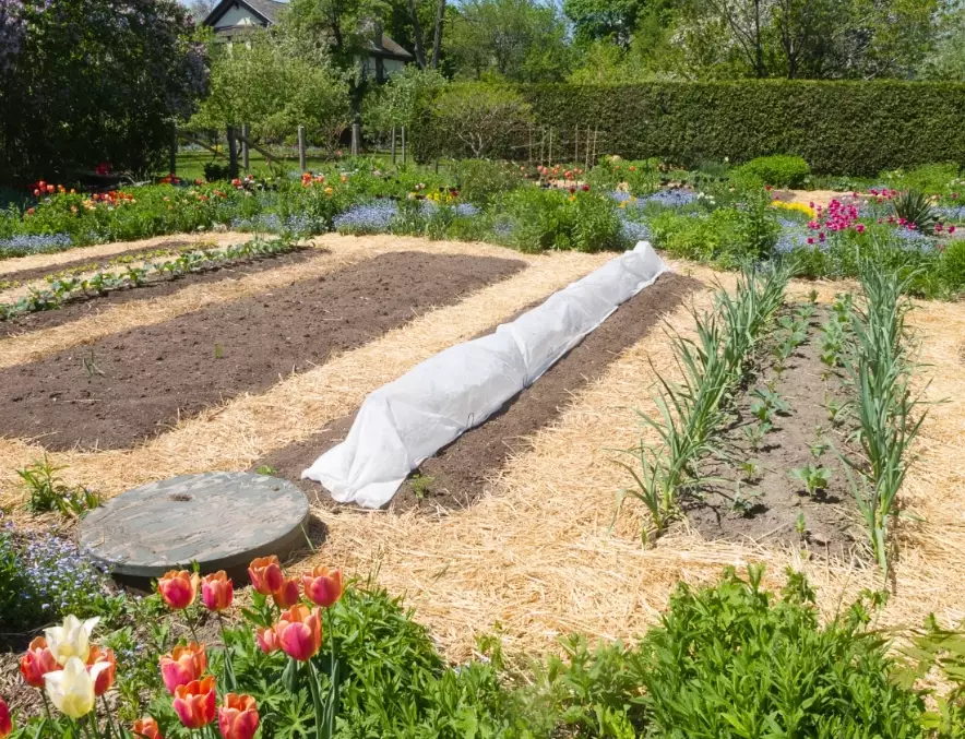 straw gardening techniques