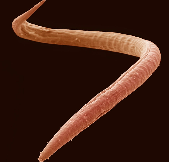 root knot nematode