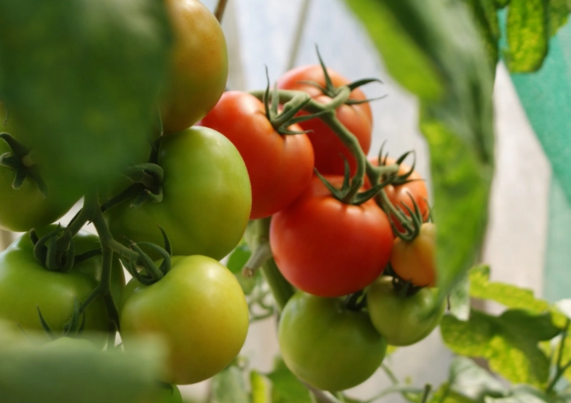 tomato harvesting guide tomato harvesting guide