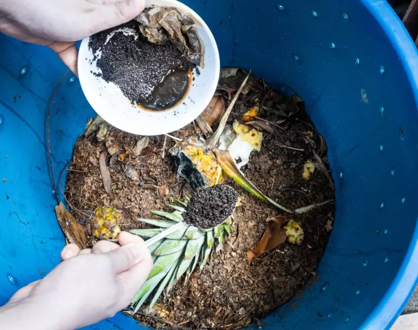 acid loving plants coffee grounds