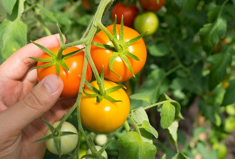 how to tell if tomatoes are ripe how to tell if tomatoes are ripe