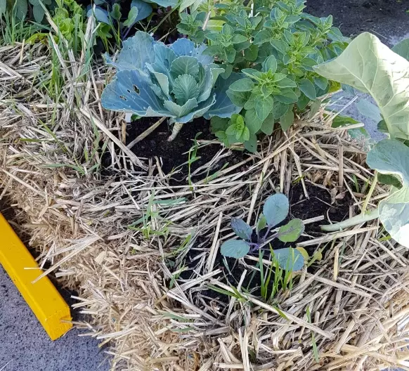 straw gardening techniques