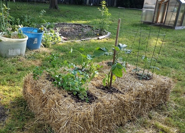 straw bale gardening