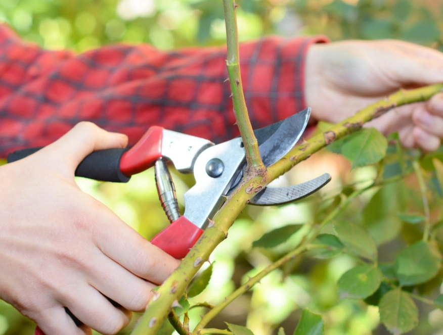 plant pruning plant pruning