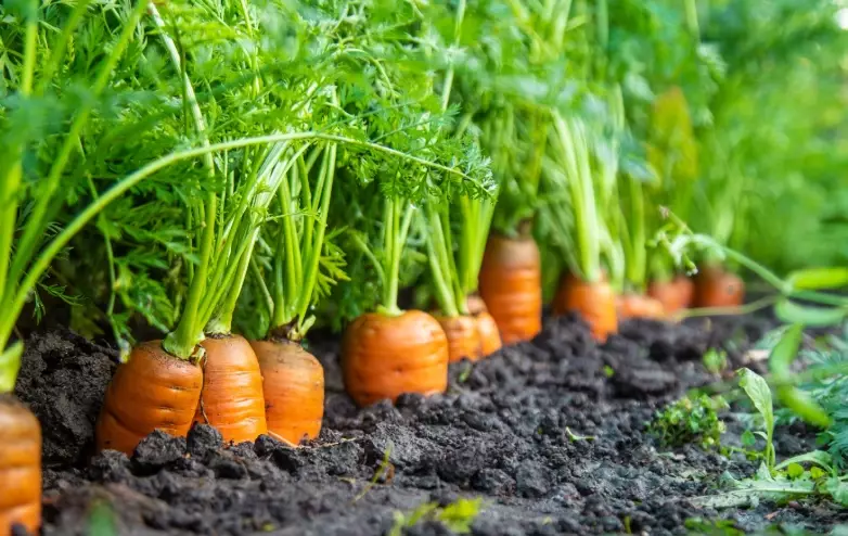 how to plant carrots