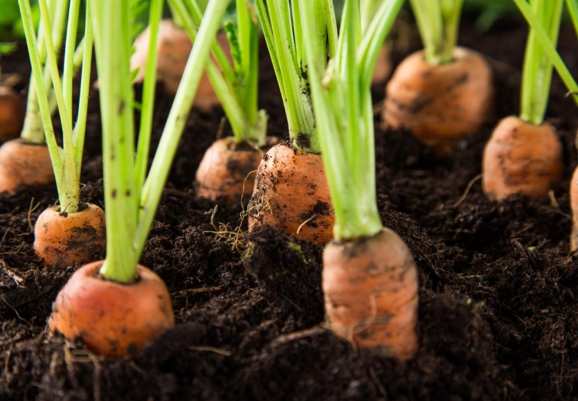growing carrots