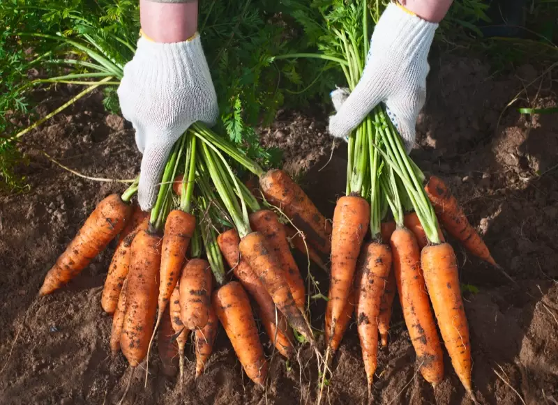 carrot gardening