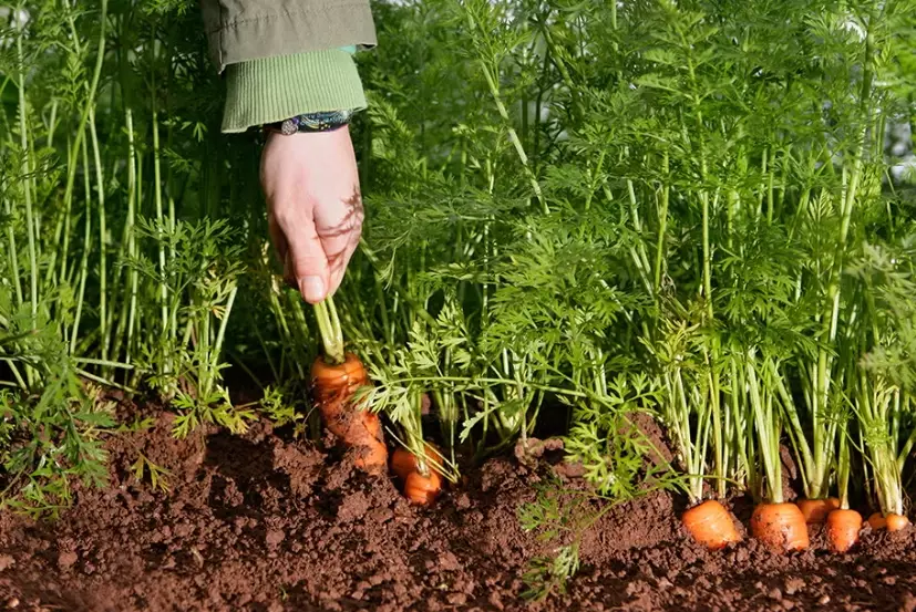 carrot gardening
