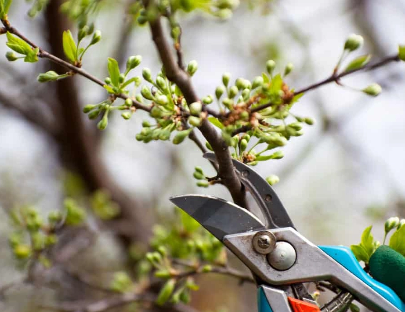 plant pruning plant pruning