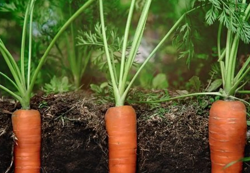 how to plant carrots