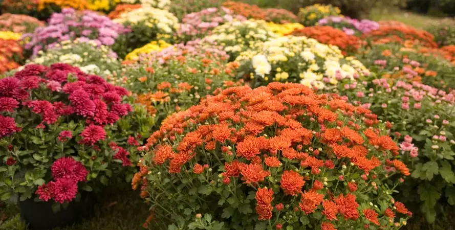 fall planting guide fall planting guide