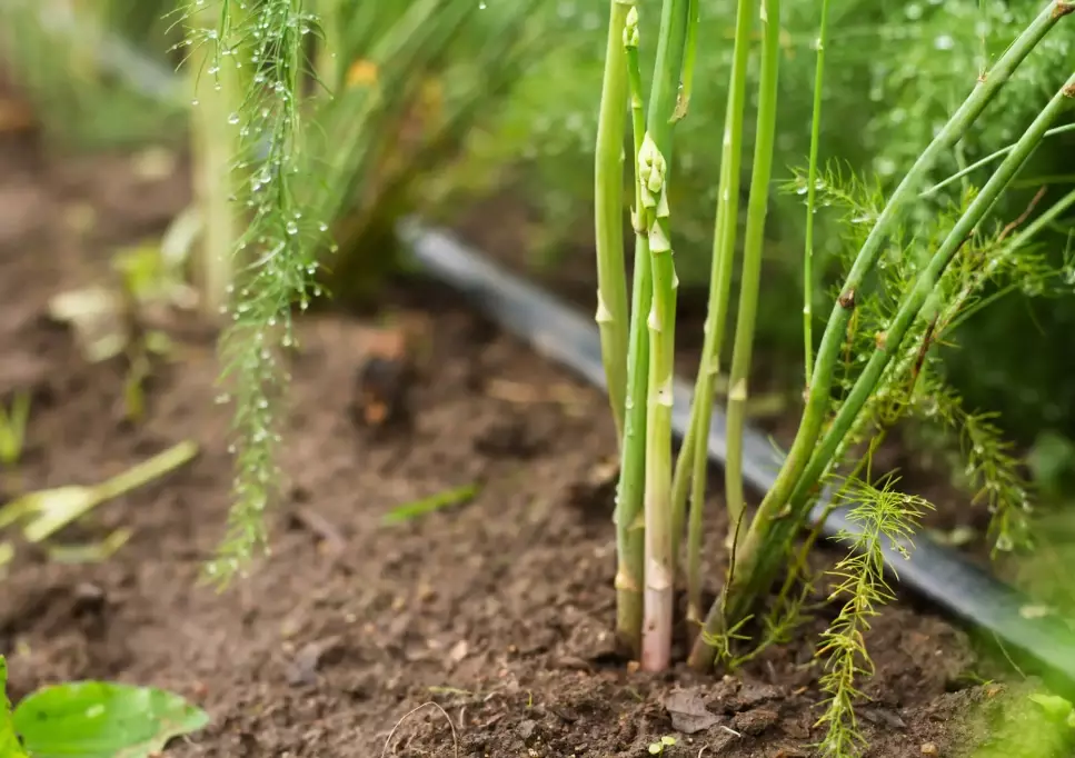 how to plant asparagus