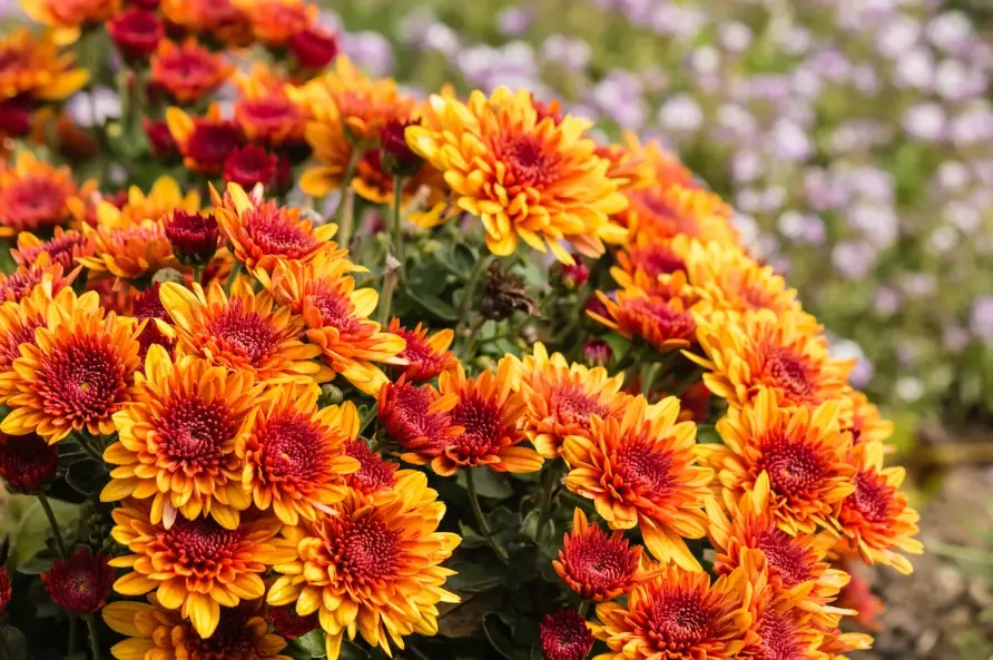 fall planting guide fall planting guide