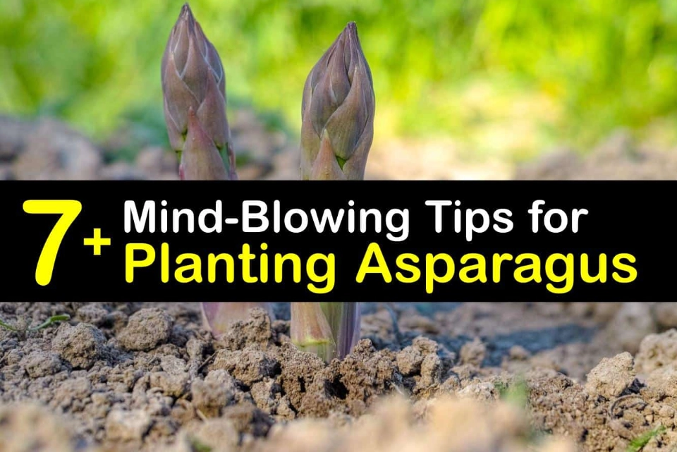 when to plant asparagus