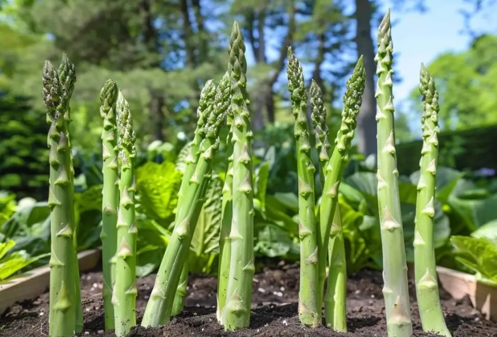 when to plant asparagus