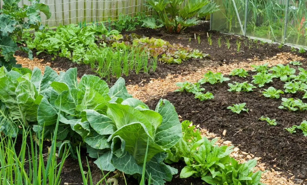 how to start no dig gardening how to start no dig gardening