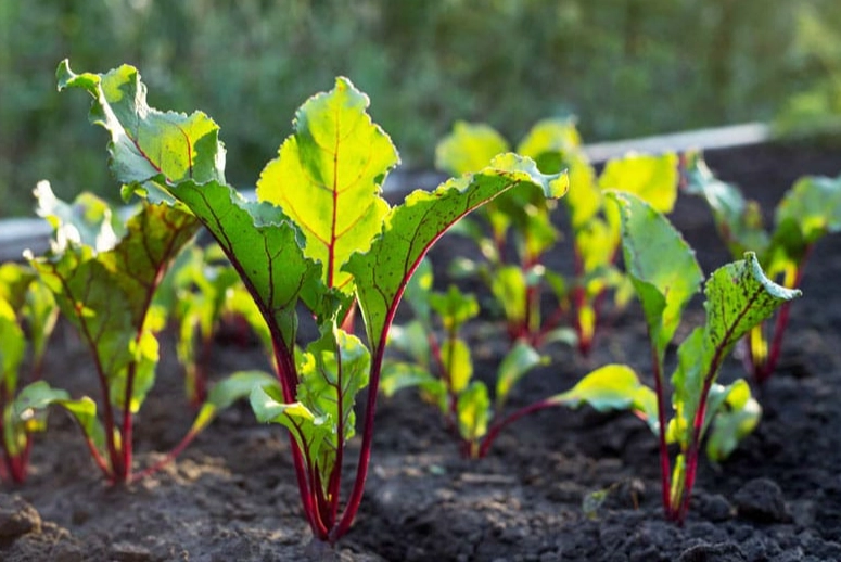 transplanting beet seedlings