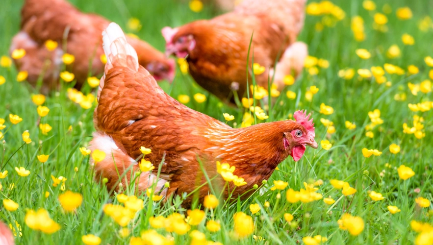 chicken coop gardening