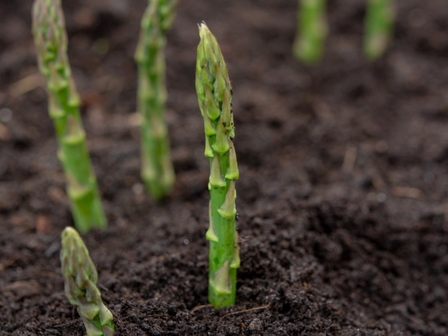 asparagus growing time asparagus growing time