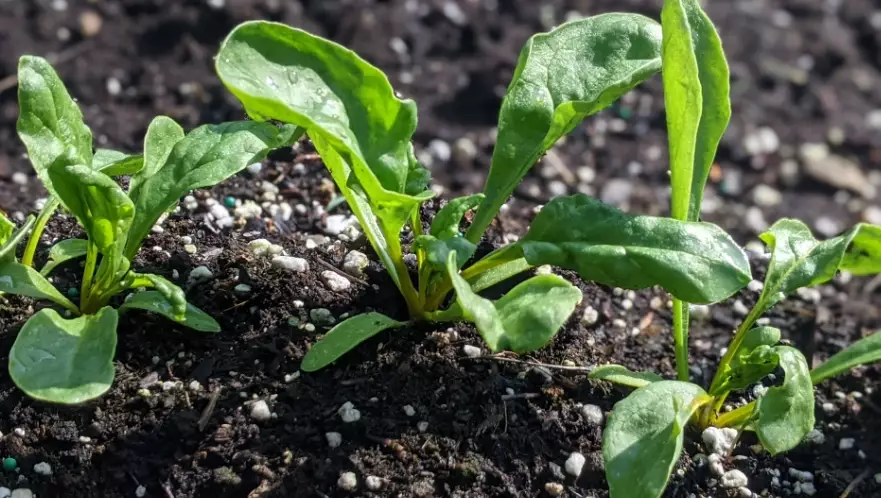 how to grow beet seedlings how to grow beet seedlings