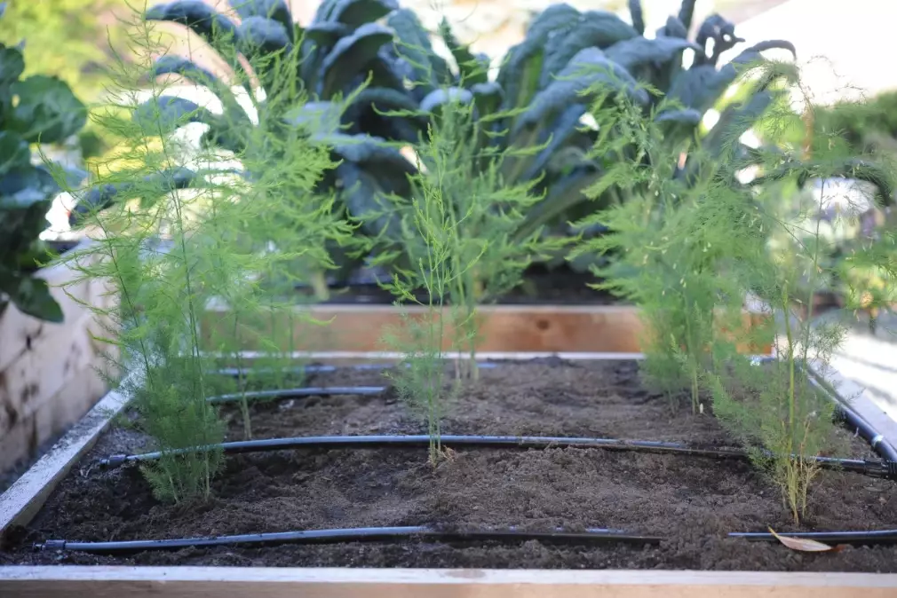 how to grow asparagus how to grow asparagus