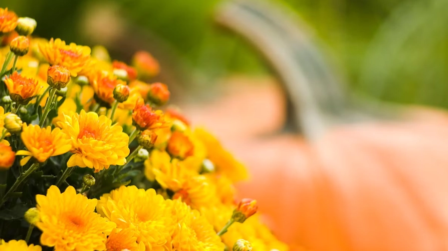 best vegetables to plant in fall best vegetables to plant in fall