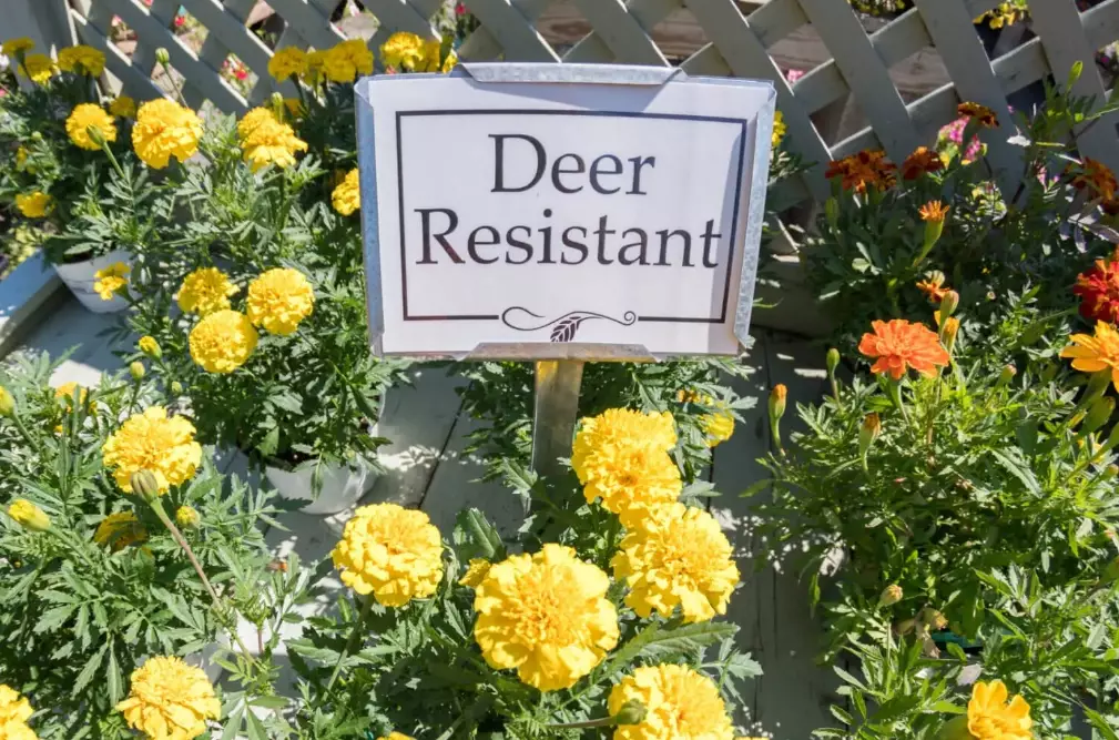 how to keep deer out of garden