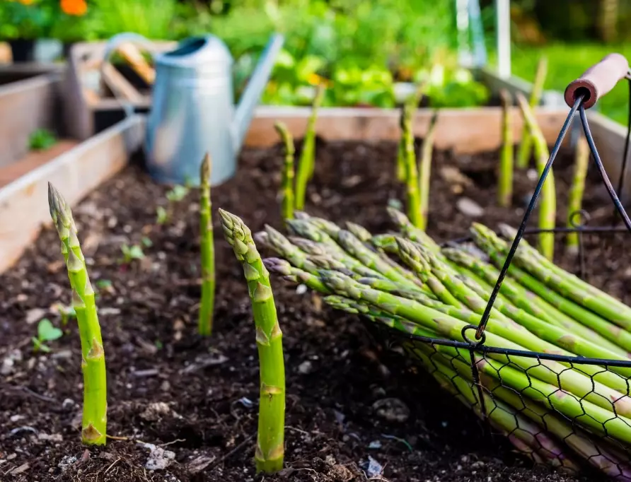 how to grow asparagus