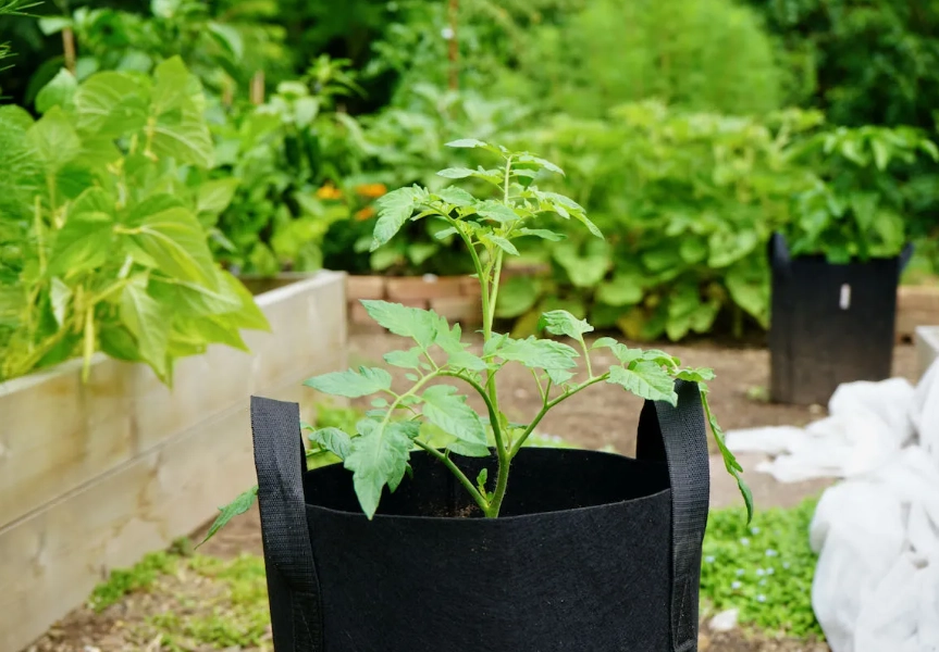 how to plant in grow bags how to plant in grow bags