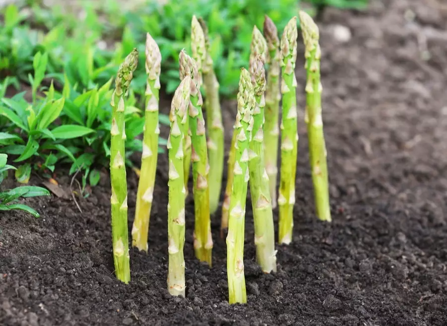 how to grow asparagus