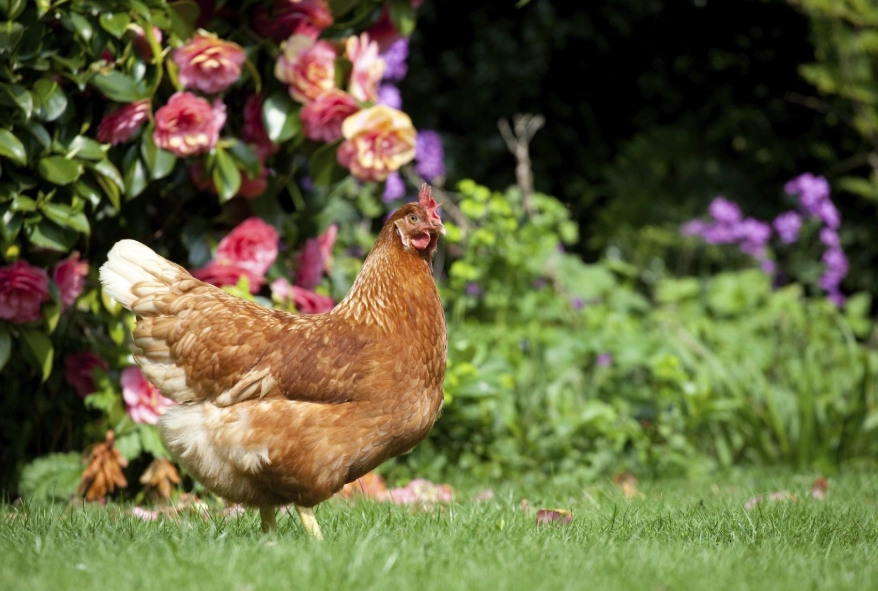chicken coop gardening