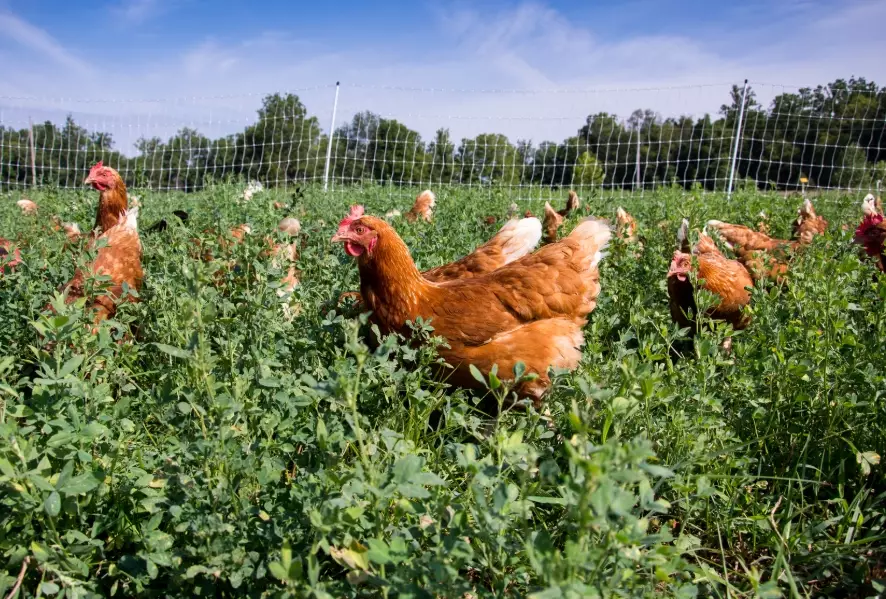 benefits of chicken gardening