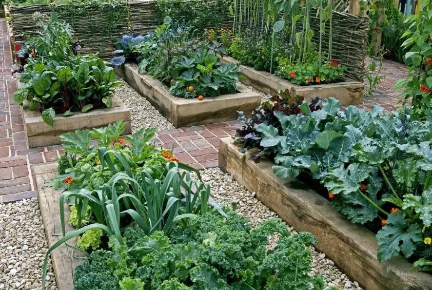 raised bed gardening for beginners