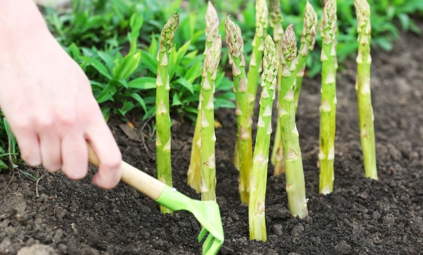 asparagus harvest time asparagus harvest time