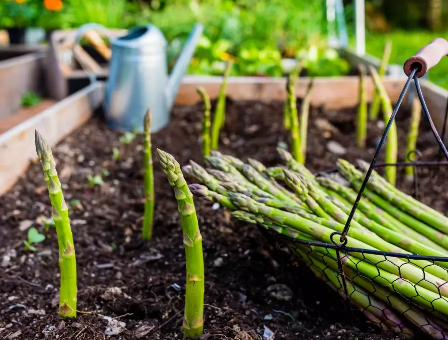how to plant asparagus