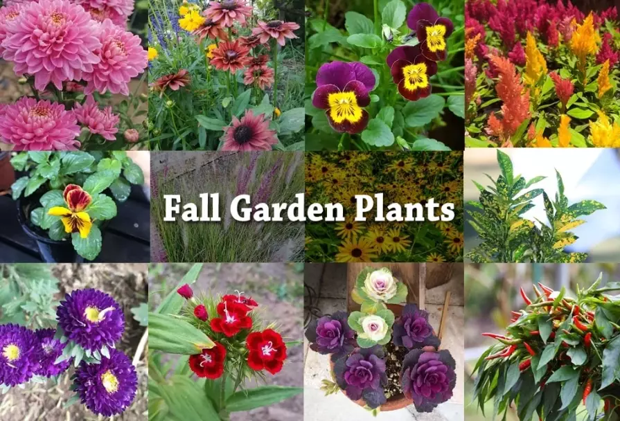 what to plant in autumn what to plant in autumn