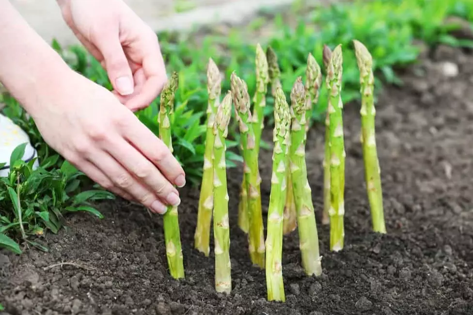 how to grow asparagus how to grow asparagus