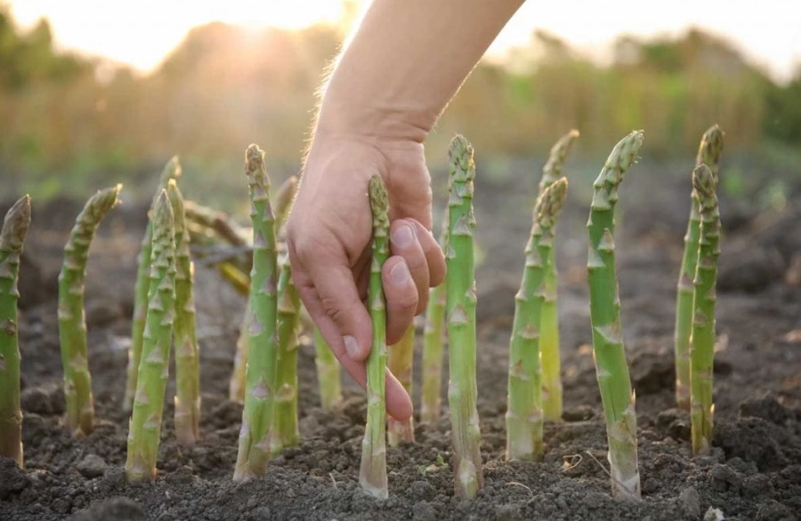 asparagus varieties