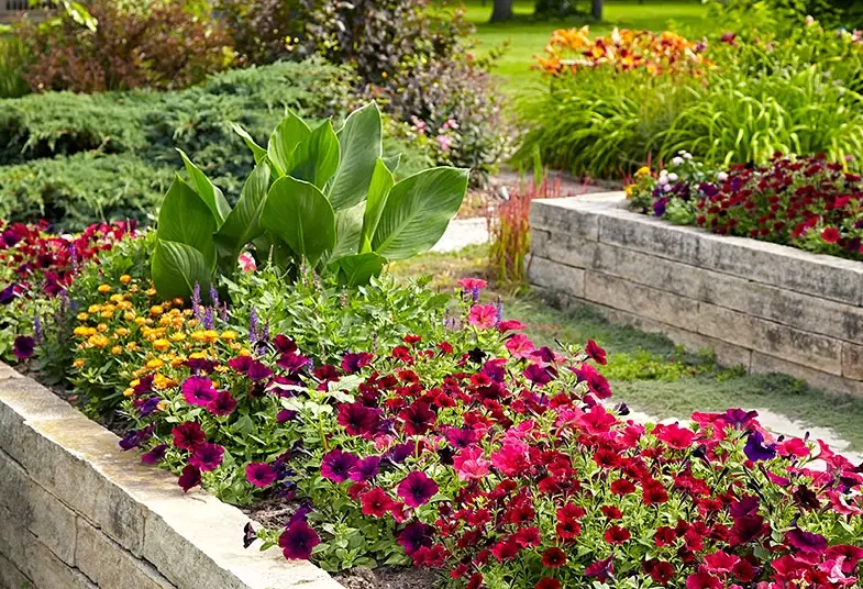what to plant in raised beds what to plant in raised beds