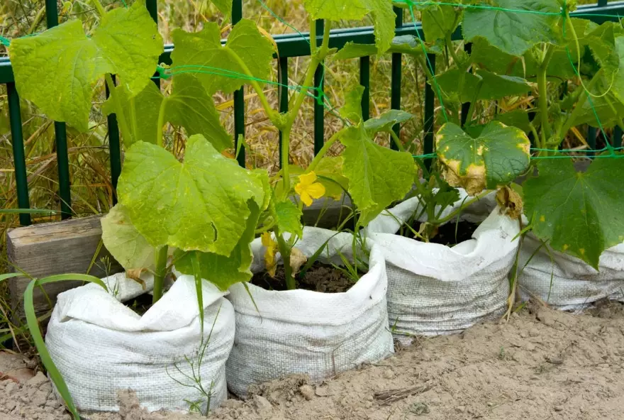 container gardening with grow bags
