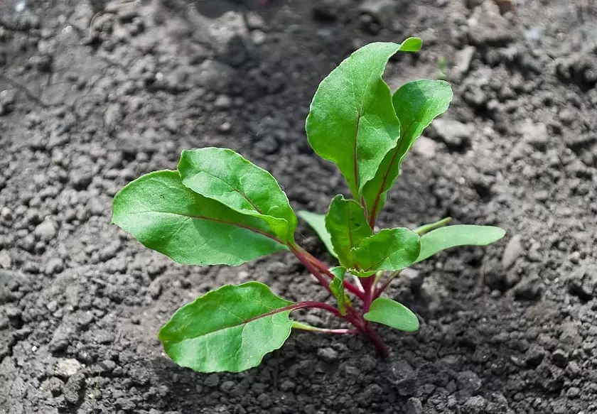 beet seedling problems beet seedling problems