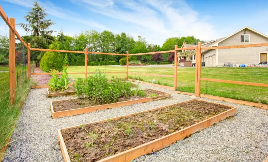 deer resistant plants