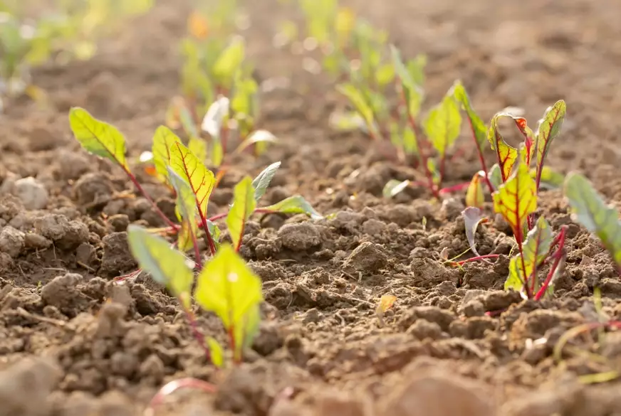 transplanting beet seedlings transplanting beet seedlings