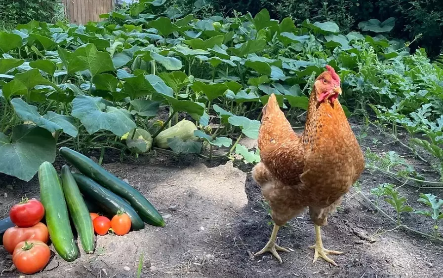backyard chicken gardening