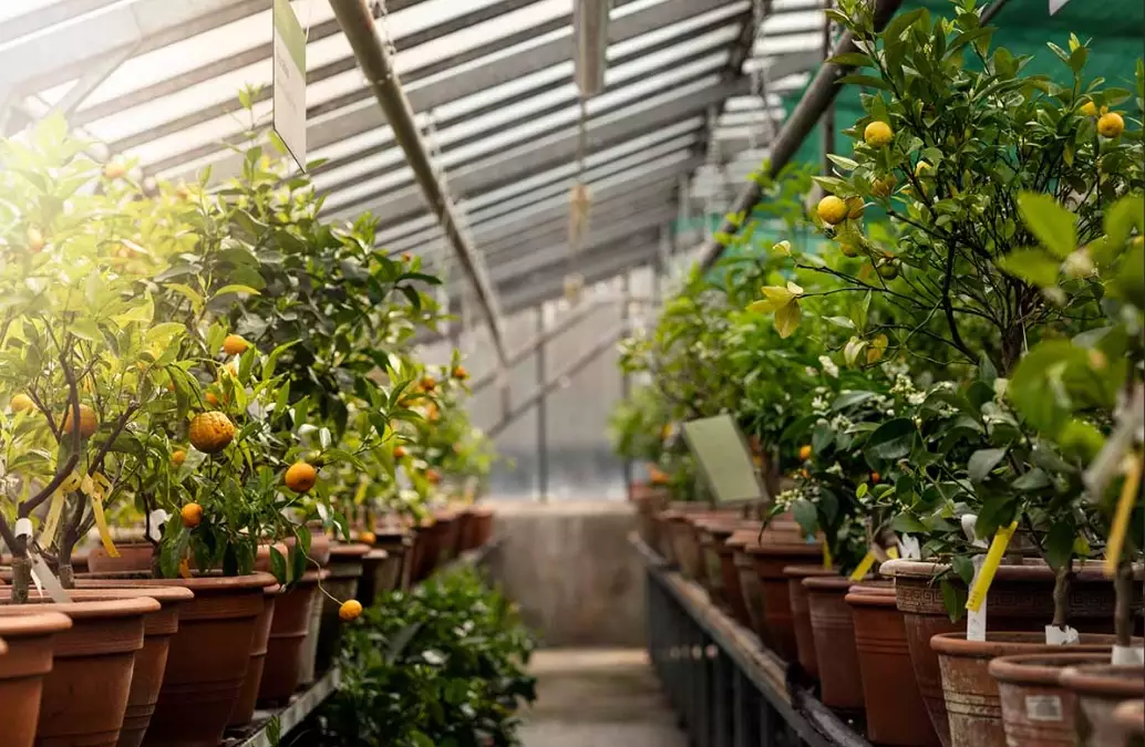 how to grow fruit trees how to grow fruit trees