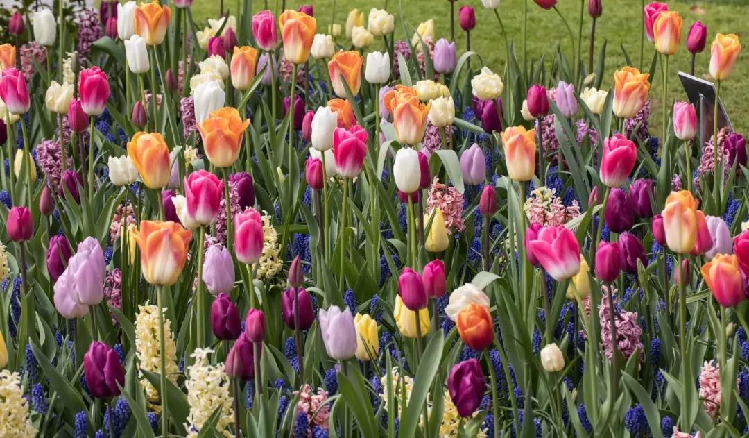 planting bulbs in lawn