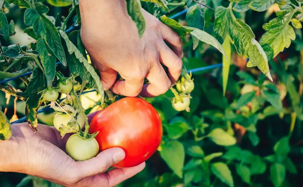 when to pick tomatoes off the vine when to pick tomatoes off the vine