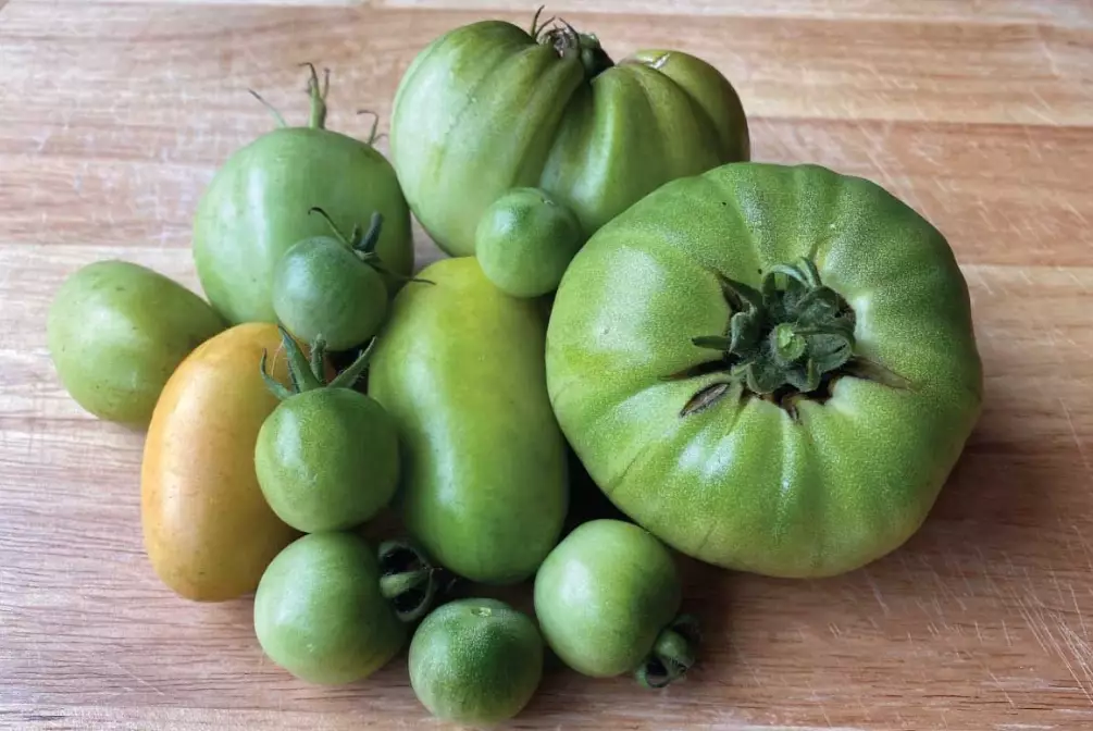 when to pick tomatoes